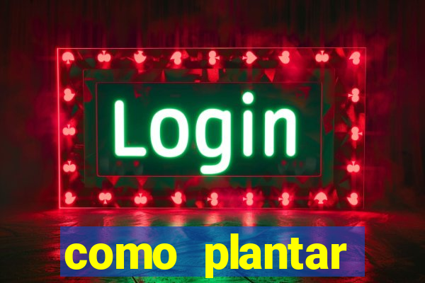 como plantar gergelim no vaso