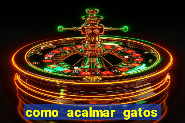 como acalmar gatos agitados a noite