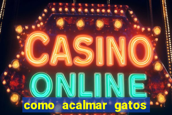 como acalmar gatos agitados a noite