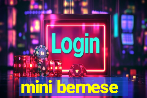 mini bernese