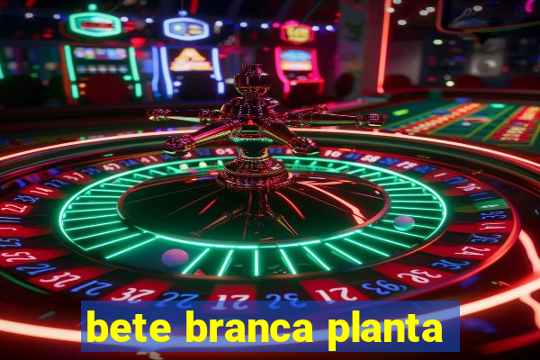 bete branca planta