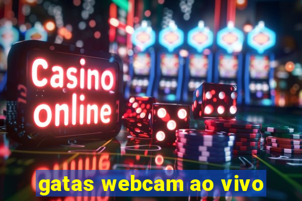 gatas webcam ao vivo