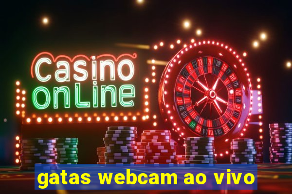 gatas webcam ao vivo