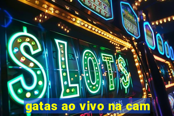 gatas ao vivo na cam