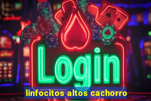 linfocitos altos cachorro