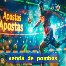 venda de pombos correios olx