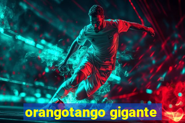 orangotango gigante