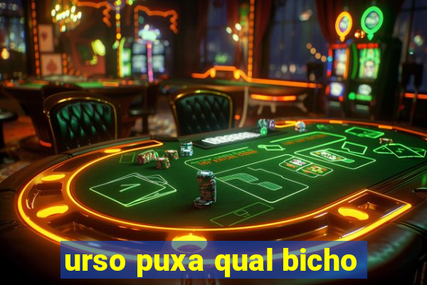 urso puxa qual bicho