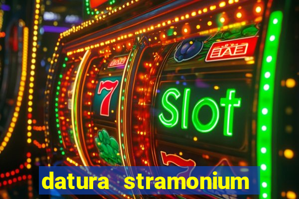 datura stramonium medicinal uses