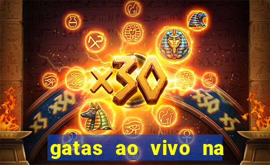 gatas ao vivo na web cam