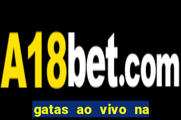 gatas ao vivo na web cam