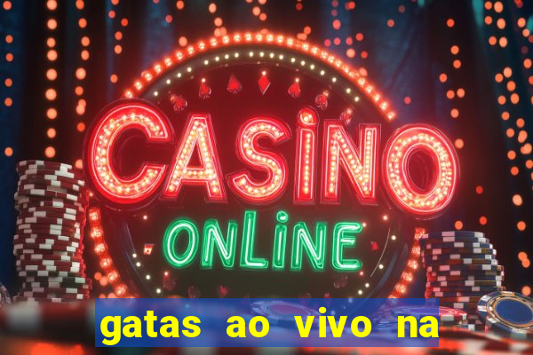 gatas ao vivo na web cam