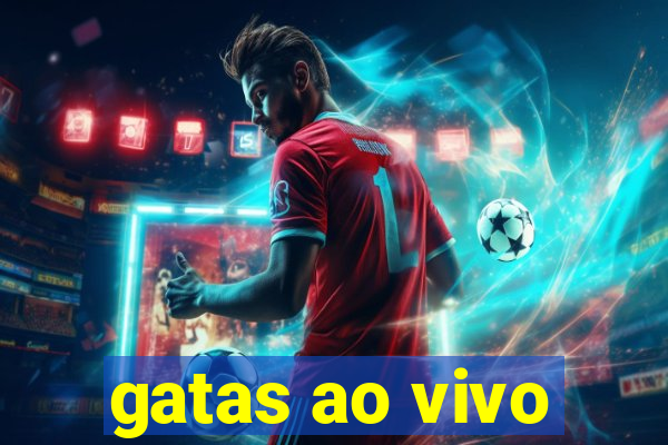 gatas ao vivo