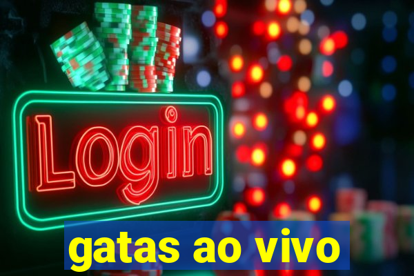 gatas ao vivo