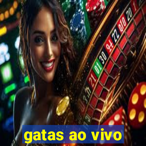 gatas ao vivo