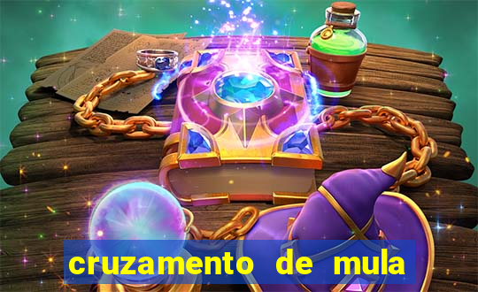 cruzamento de mula com cavalo