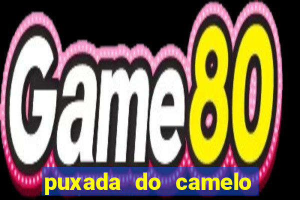 puxada do camelo jogo do bicho