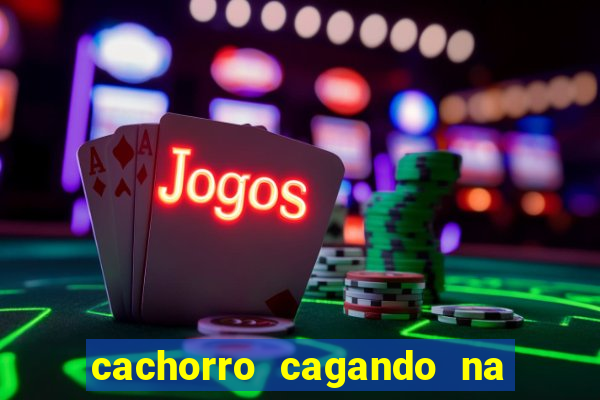 cachorro cagando na camisa do corinthians