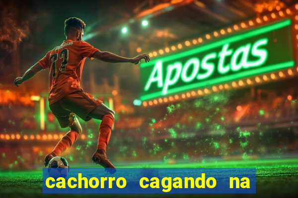 cachorro cagando na camisa do corinthians