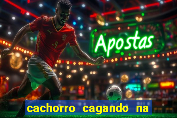 cachorro cagando na camisa do corinthians